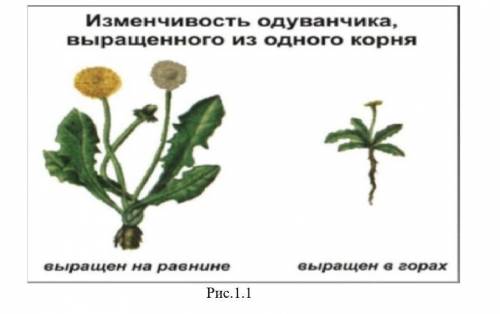 1)Выберите верное утверждение ( ) A. Гаметогенез-процесс развития и формирования половых клеток.B. Г