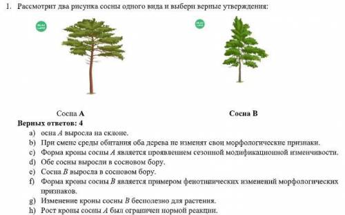 Рассмотрит два рисунка сосны одного вида и выбери верные утверждения:Верных ответов: 4