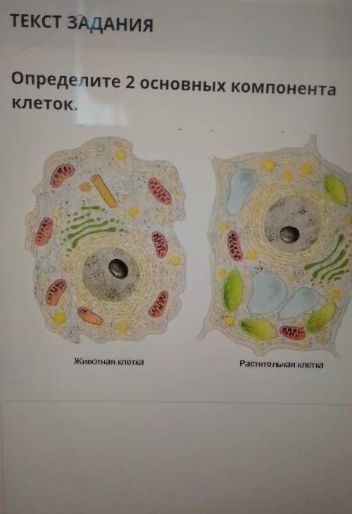 Определите 2 основных компонентаклеток.Раститела кете​