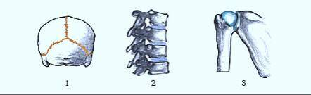 Существуют три основных типа соединения костей. а) По рисунку определите типы соединения костей