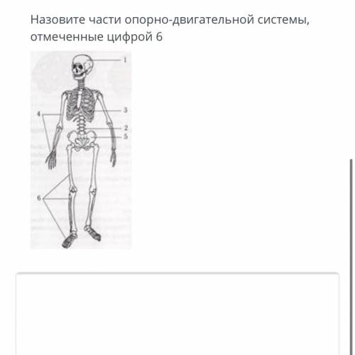 Назовите части опорно двигательной системы, отмеченные цифрой 6.