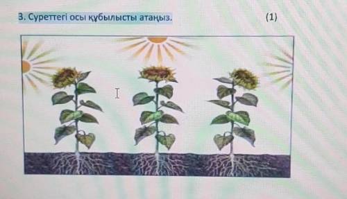 3. Суреттегі осы құбылысты атаңыз.