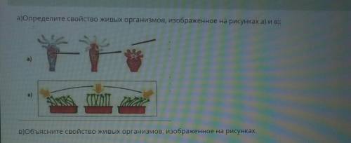 А)Определите свойство живых организмов, изображенное на рисунках а) и в): a)WT.в)Объясните свойство