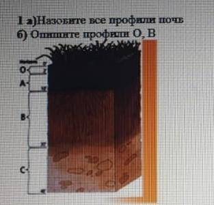 Назовите все профили почек опишите профили О, В​