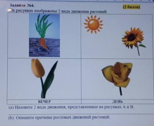 На рисунках изображены 2 вида движения растений. ВЕЧЕРДЕНЬ(а) Назовите 2 вида движения, представленн