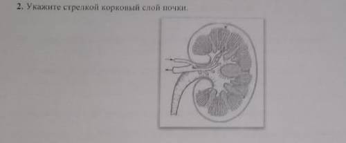 Укажите стрелкой корковый слой почки.​