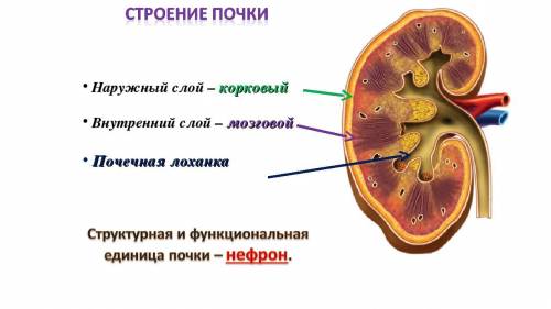 Укажите стрелкой корковый слой почки.​