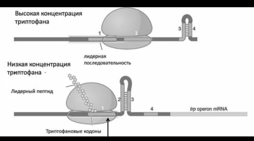 Триптофановый оперон регулируется по принципу аттенюации. Большую роль в этом играет скорость движен