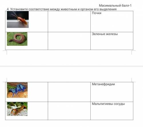 4. Установите соответствие между животным и органом его выделения ПочкиЗеленые железы вопрос на карт