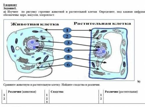 изучите по рисунку строение животной и растительной клетки.определите под какими цифрами обозначены: