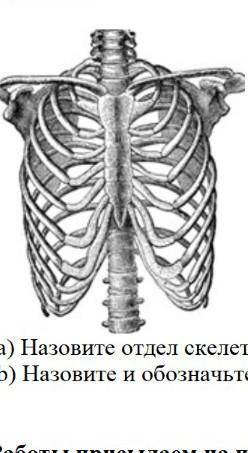 (а) Назовите отдел скелета, изображенный на рисунке. (b) Назовите и обозначьте кости, которые образу