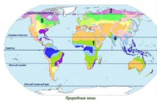 А) Определите, какими цифрами подписаны природные зоны мира