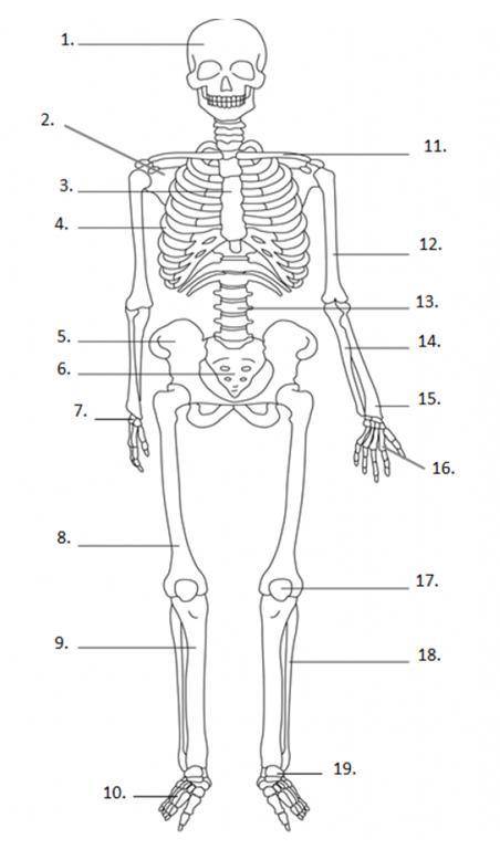Обозначьте составные части скелета человека под цифрами: 1,3,5,7,9,11,13,15,17,19