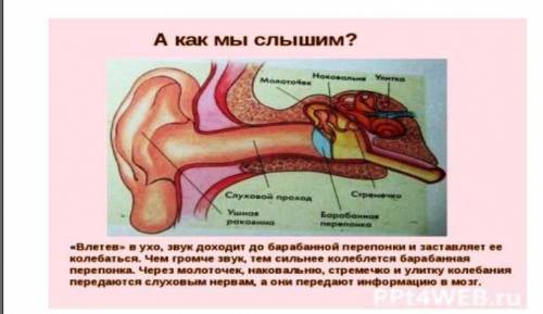 Внимательно изучите слайд выше и составьте схему: Путь звуковой волны ушная раковина улавливает звук