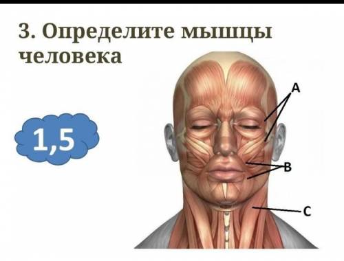 Определите мышцы человека​