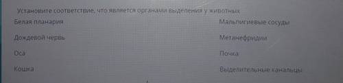 Установите соответствие, что является органами выделения у животных​