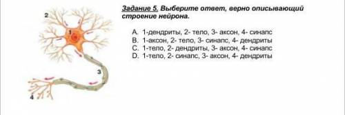 ОЧЕНЬ Задание 5. Выберите ответ, верно описывающий строение нейрона.A. 1-дендриты, 2- тело, 3- аксон