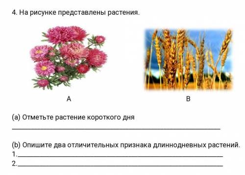 На рисунке представлены растения. А В(а) Отметьте растение короткого дня[1](b) Опишите два отличител