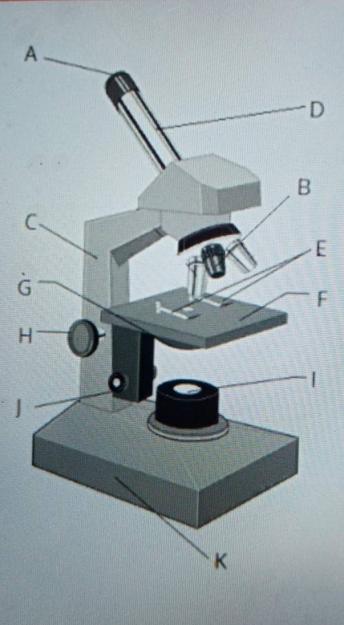Рассмотри рисунок светового микроскопа. ответы на вопросы (буквы указывай латинские, а не русские).