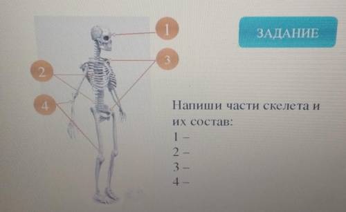 напишите части скелета и их состав, например: 1 - череп, он состоит из...​