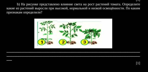 На рисунке представлено влияние света на рост растений томата. Определите какие из растений выросли