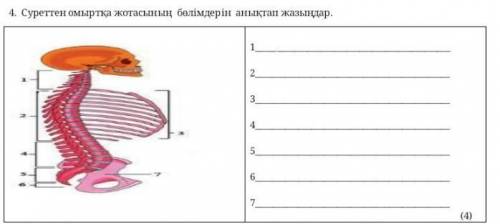 4. Определите участки позвоночника на картинке.​