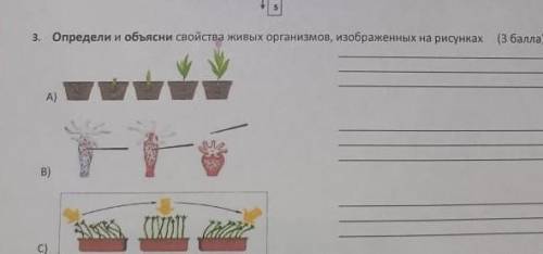 3. Определи и объясни свойства живых организмов, изображенных на рисунках ( ) B)2011C)​