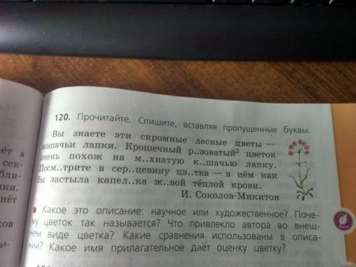 правильно Вы знаете эти скромный лесные цветы - кошачьи лапки. Крошечный розоватый цветок очень похо