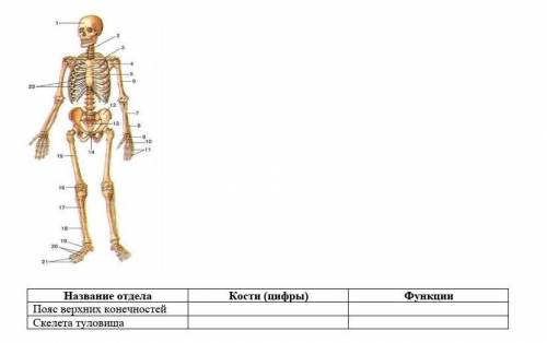 Задание 2. Проанализируй представленный рисунок. Вспомните основные отделы скелета и выполните следу