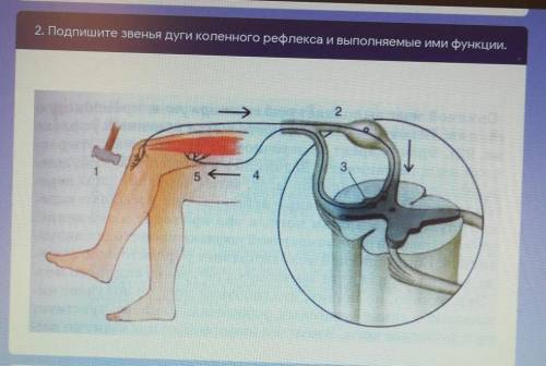 Подпишите звенья дуги коленного рефлекс а и выполняемые ими функции ​