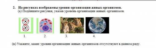 (а) Подпишите рисунки, указав уровень организации живых организмов. (в) Укажите, какие уровни органи