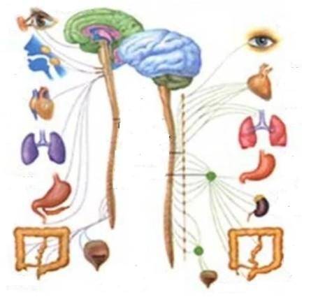 Руководствуясь рисунком объясните работу вегетативной нервной системы.​
