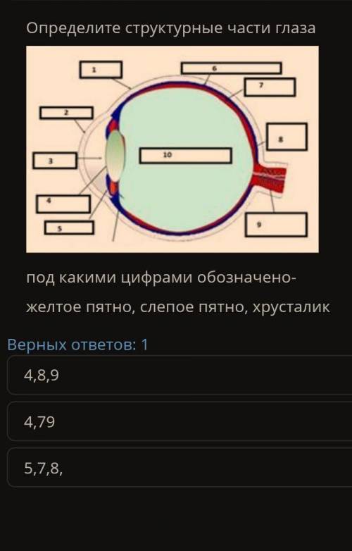 Определите структурные части глаза под какими цифрами обозначено жёлтое пятно, слепое пятно, хрустал