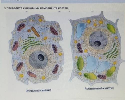 Определите 2 основных компонента клеток.Животная клеткаРастительная клетка​