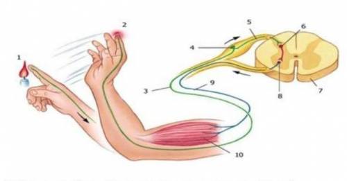 (а) Назовите нейрон, обозначенный на рисунке под номером 9 (b) Объясните, почему при касани горячего