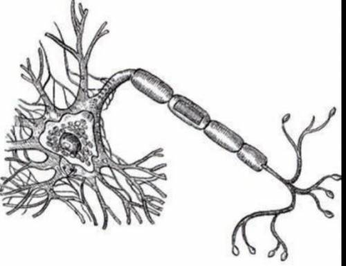 Рассмотрите рисунок нервной клетки и укажите, что обозначено под цифрами 1-3.​