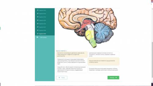 задание по теме головной мозг