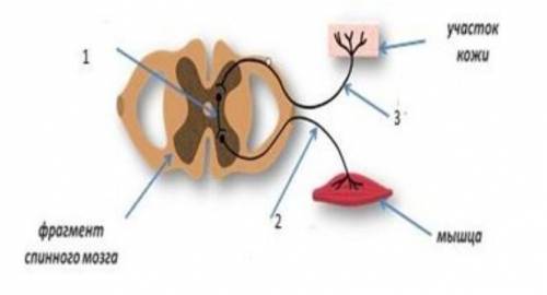 1)Рефлекторная дуга . Какой нейтрон показан под цифрой 2? 2)И какую функцию выполняет нейтрон под ци
