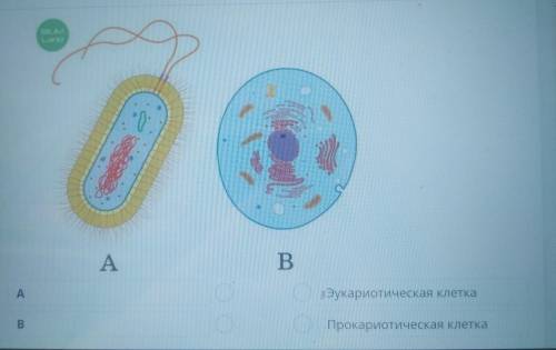 Соотнеси рисунки клеток и их типы !​