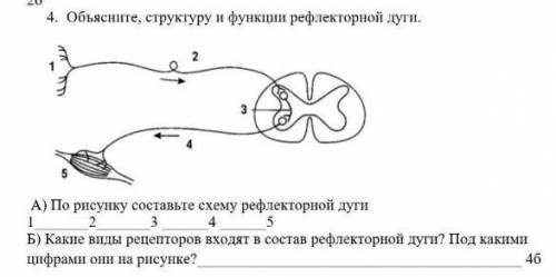 4Объясните, структуру и функции рефлекторной дуги. ​