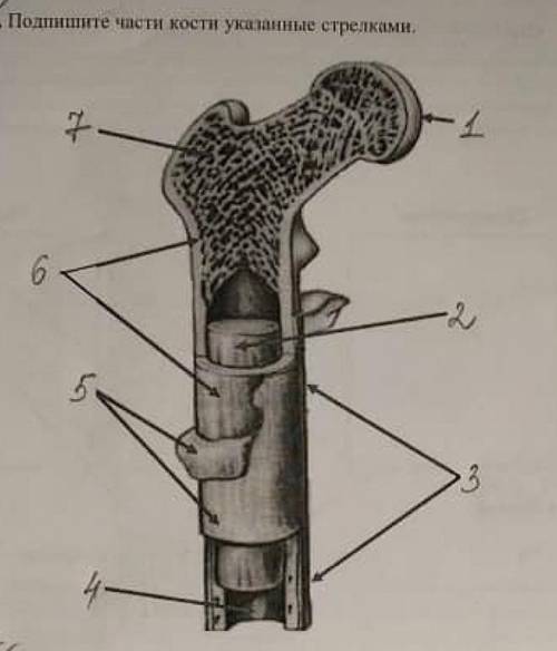 Подпишите части кости указанные стрелками ​