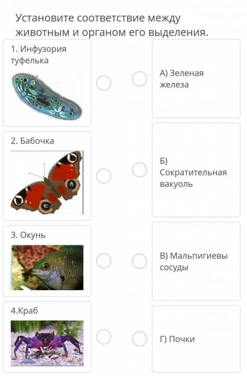 Установите соответствие между животным и органом его выделения. ​