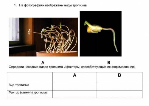 1. На фотографиях изображены виды тропизма. А ВОпредели название видов тропизма и факторы их формиро