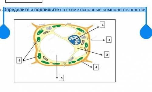 Определите и подпишите на схеме основные компоненты клетки ​