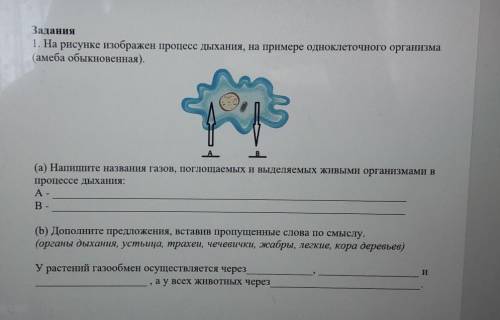 Задания 1. На рисунке изображен процесс дыхания, на примере одноклеточного организма(амеба обыкновен