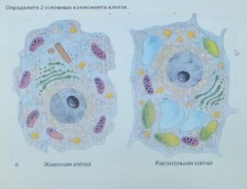 Определите 2 основных компонента клеток.Животная клеткаРастительная клетка​