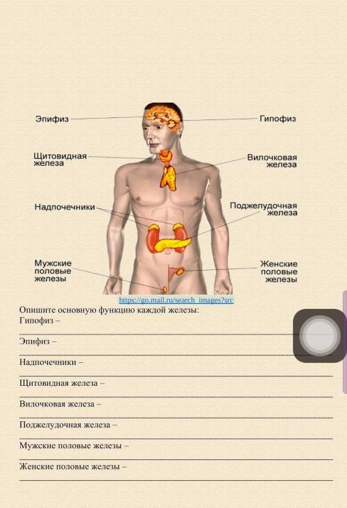 Опишите основную функцию каждой железы: Гипофиз – Эпифиз – Надпочечники – Щитовидная железа – Ви