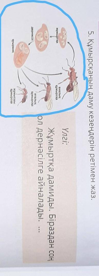 5. Құмырсқаның даму кезеңдерін ретімен жаз. Үлгі:МумурткаевакияruредаЖұмыртқа дамиды. Біраздан соңол