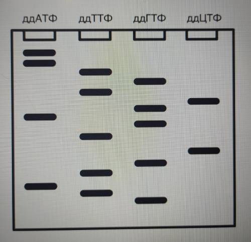 На рисунке показан результат секвенирования по Сэнгеру молекулы ДНК. Определите последовательность ц