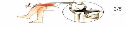 Посмотрите на картинку. Опишите распространение нервных импульсов по рефлекторной дуге.​